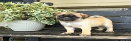 Pug dogs for sale: Rascal - Ad 3
