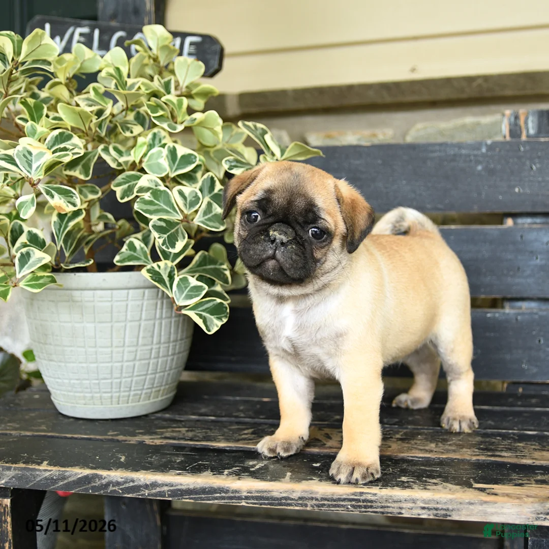 Pug dogs for sale: Rascal - Ad 3