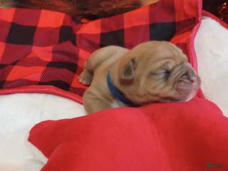 Olde English Bulldogge dogs Olde English Bulldogge Puppy 1 - Ad 13