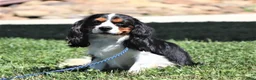 Cavalier King Charles Spaniel dogs for sale: Allie - Ad 15