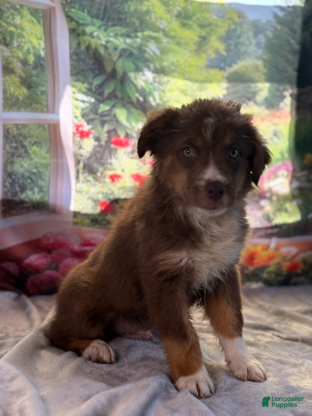 Australian Shepherd dogs for sale: Jack - Ad 2
