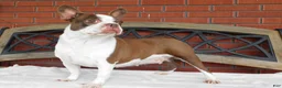 Boston Terrier dogs for sale: Ada - Ad 3