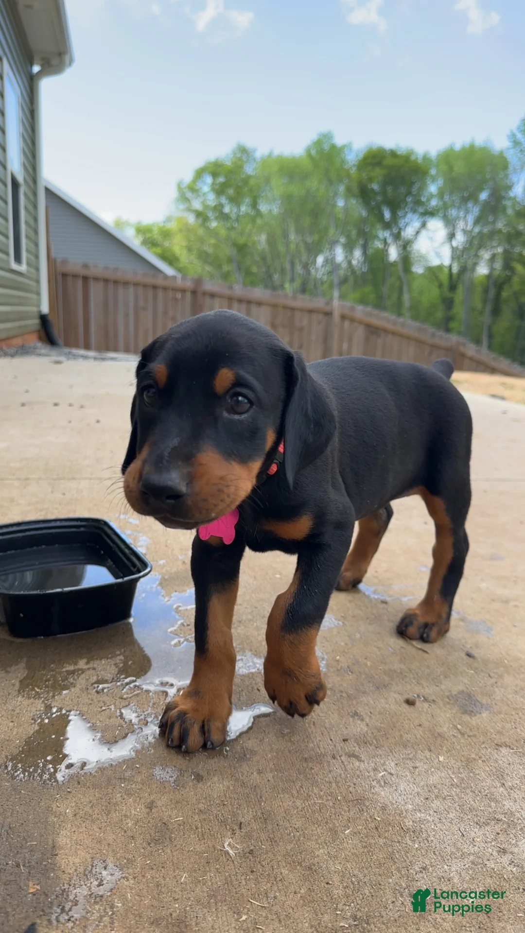 Doberman Pinscher dogs for sale: Puppy 5 - Ad 1