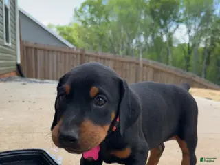 Doberman Pinscher dogs Puppy 5 - Ad 1