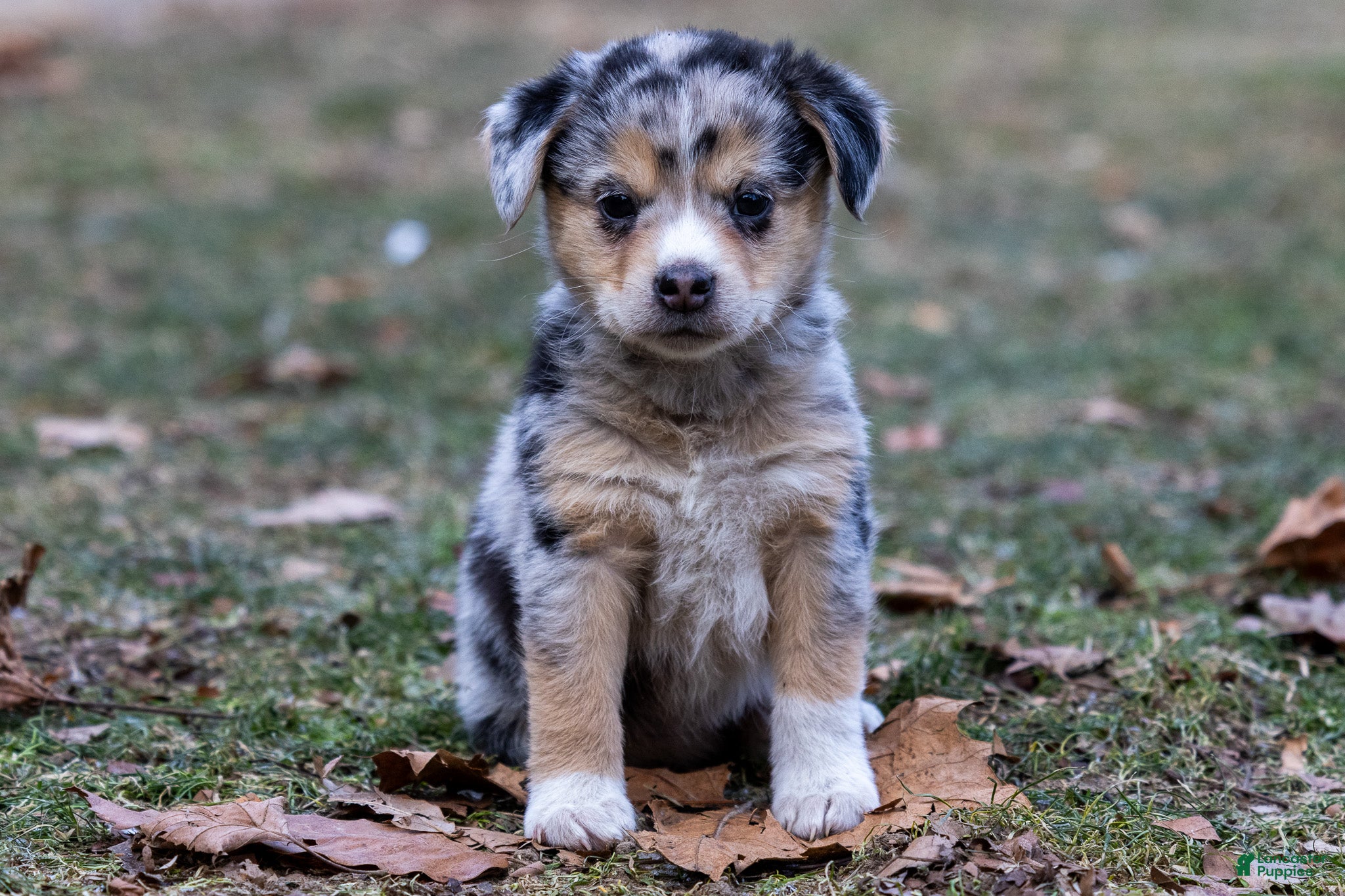 Mixed Breed dogs Knuckles - Ad 30