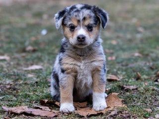 Mixed Breed dogs Knuckles - Ad 36