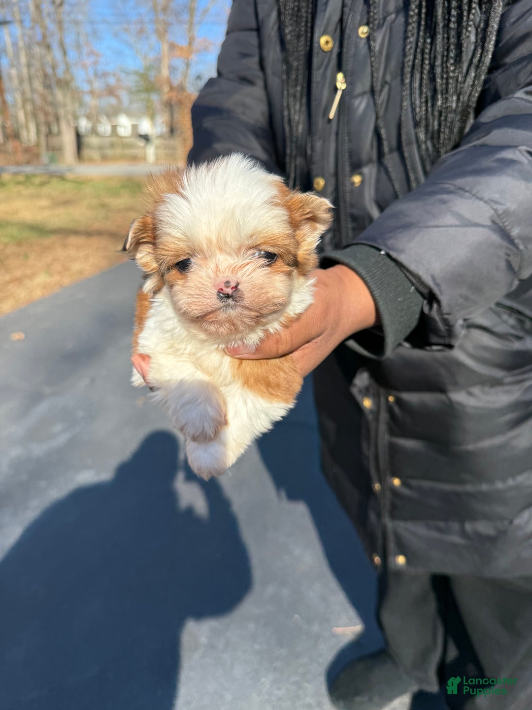 Shihpoo dogs for sale: Shihpoo Puppy 2 - Ad 2