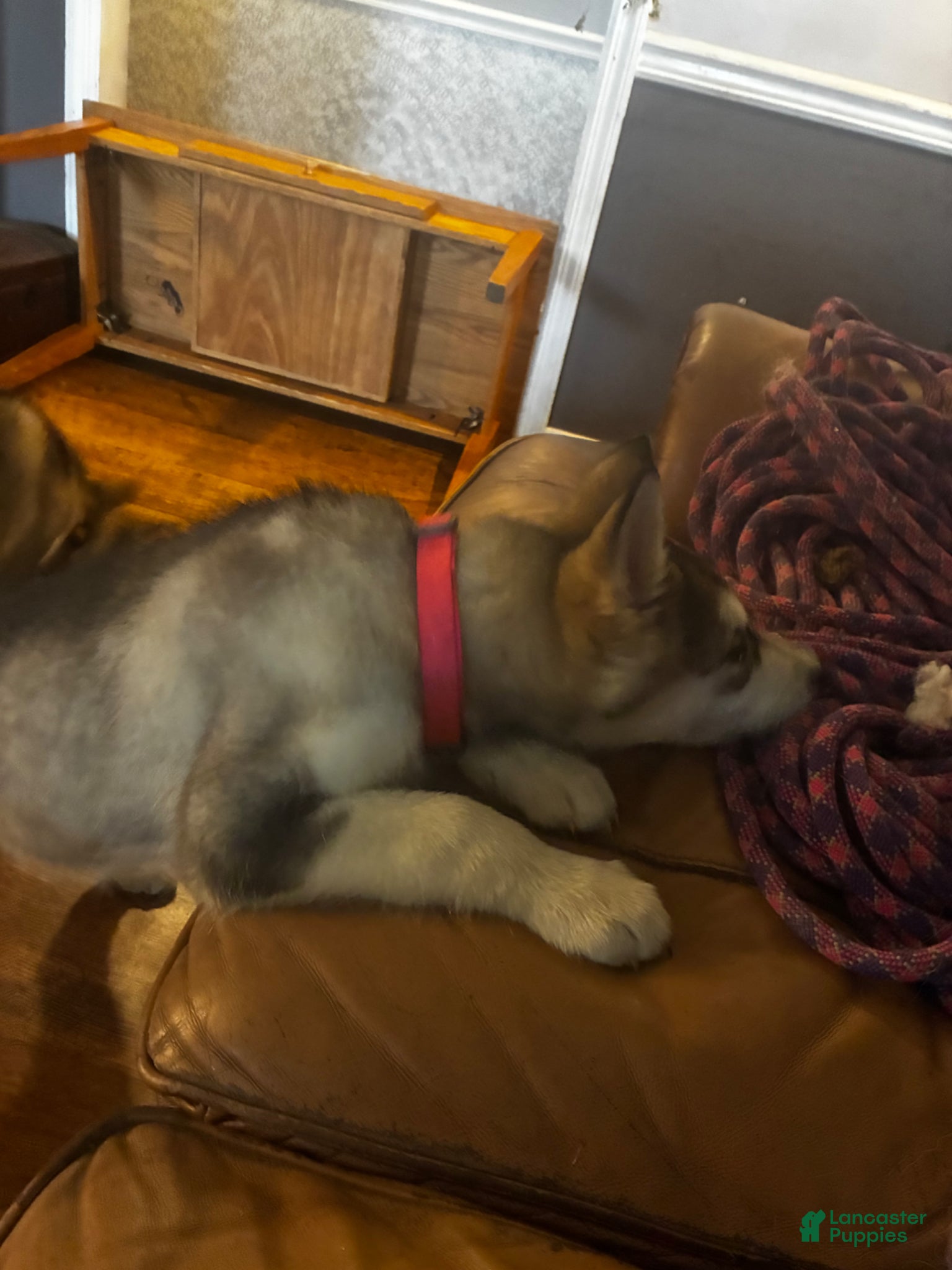 Alaskan Malamute dogs Maude - Ad 2