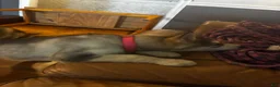 Alaskan Malamute dogs for sale: Maude - Ad 2