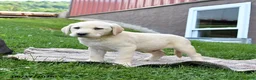 Labrador Retriever dogs for sale: George - Ad 3
