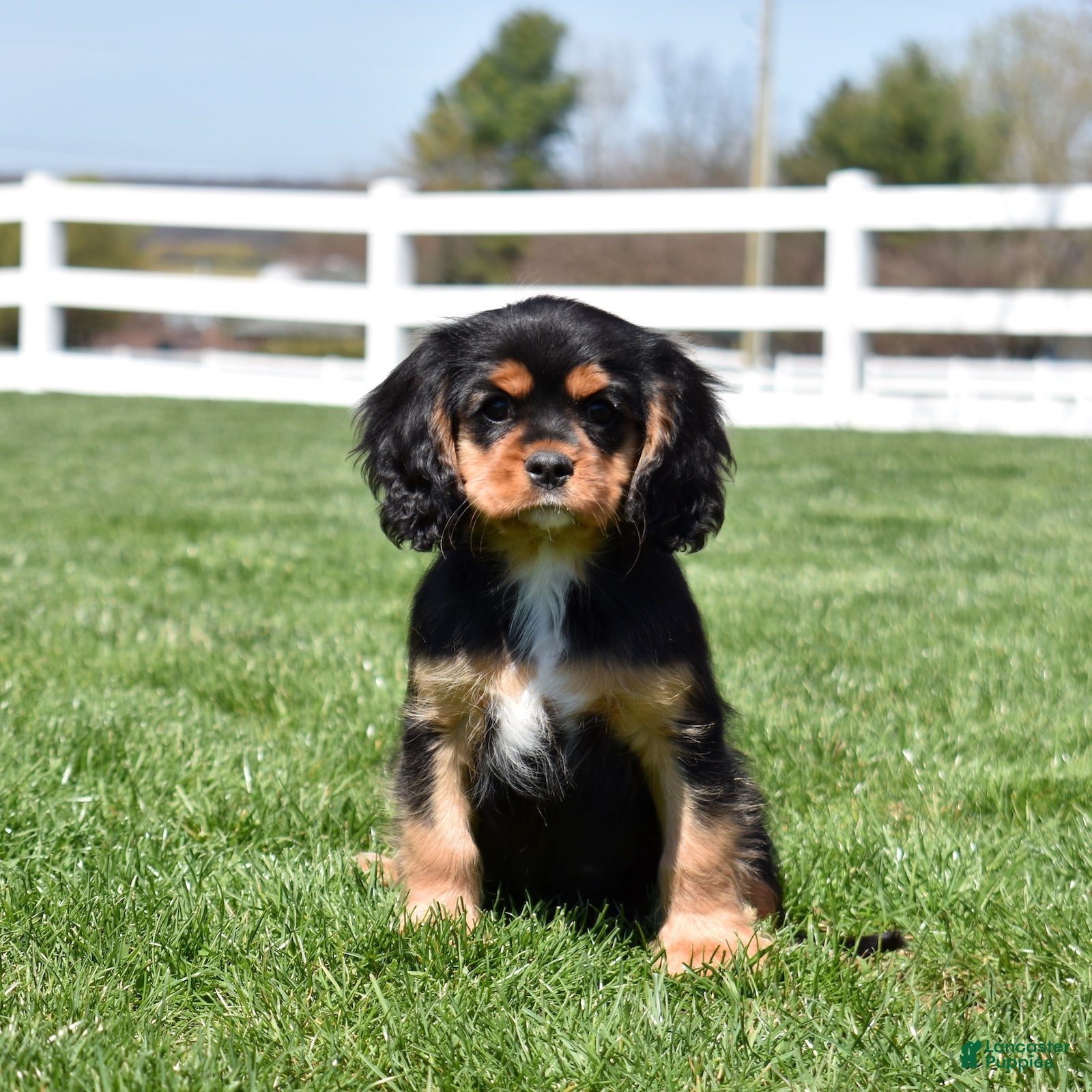 Cavalier King Charles Spaniel dogs Aspen - Ad 2