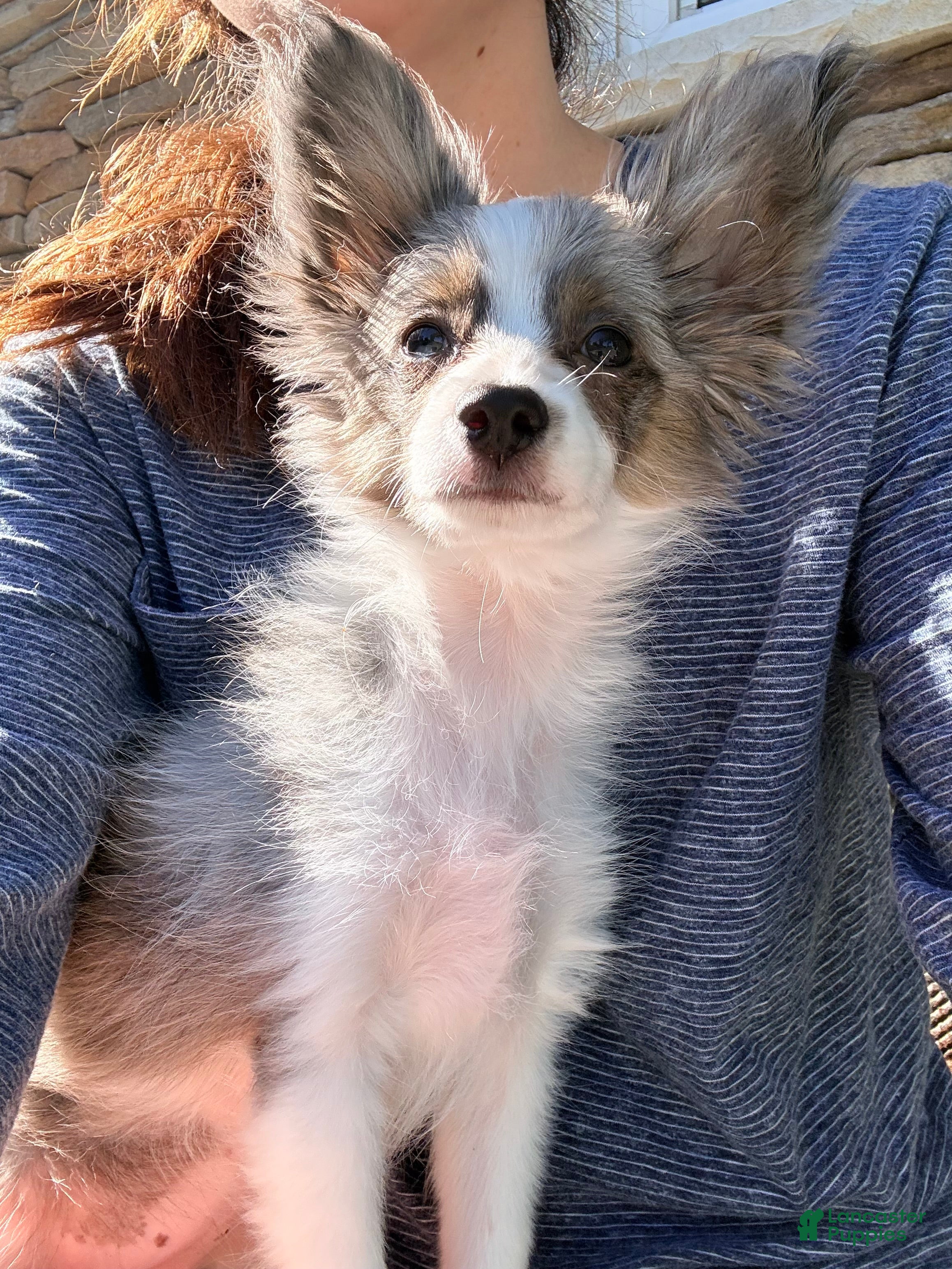 Mixed Breed dogs Skittles - Ad 1