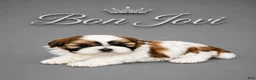 Shih Tzu dogs for sale: Bon Jovi  - Ad 1