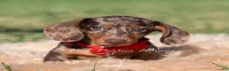 Miniature Dachshund dogs for sale: Artie AKC - Ad 2