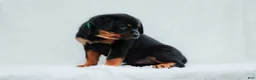 Rottweiler dogs for sale: Rottweiler 8 - Ad 3