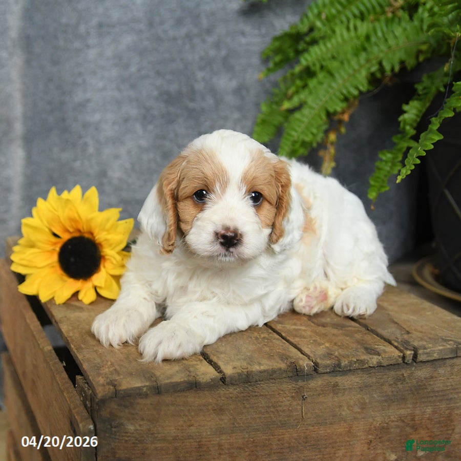 Cavachon dogs Kappuccino  - Ad 2