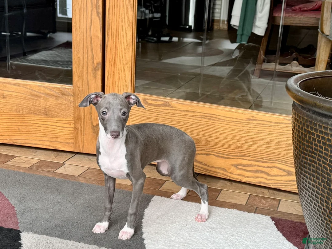 Italian Greyhound dogs for sale: Lila - Ad 3