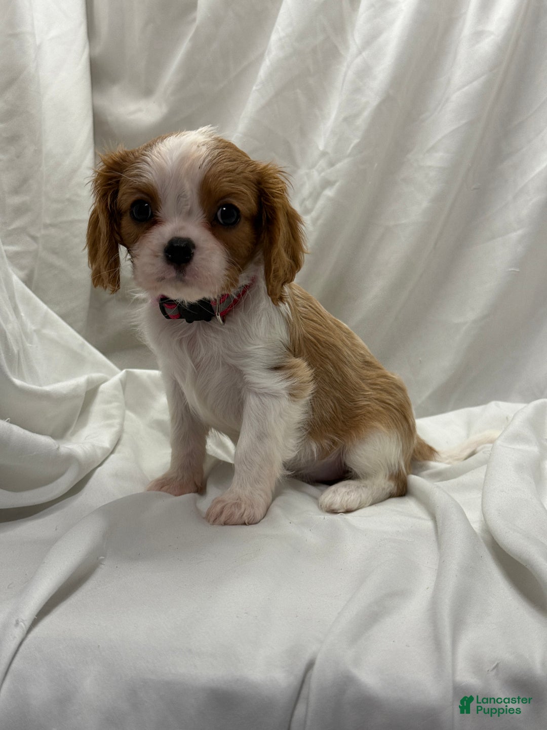 Cavalier King Charles Spaniel dogs for sale: Rose - Ad 3