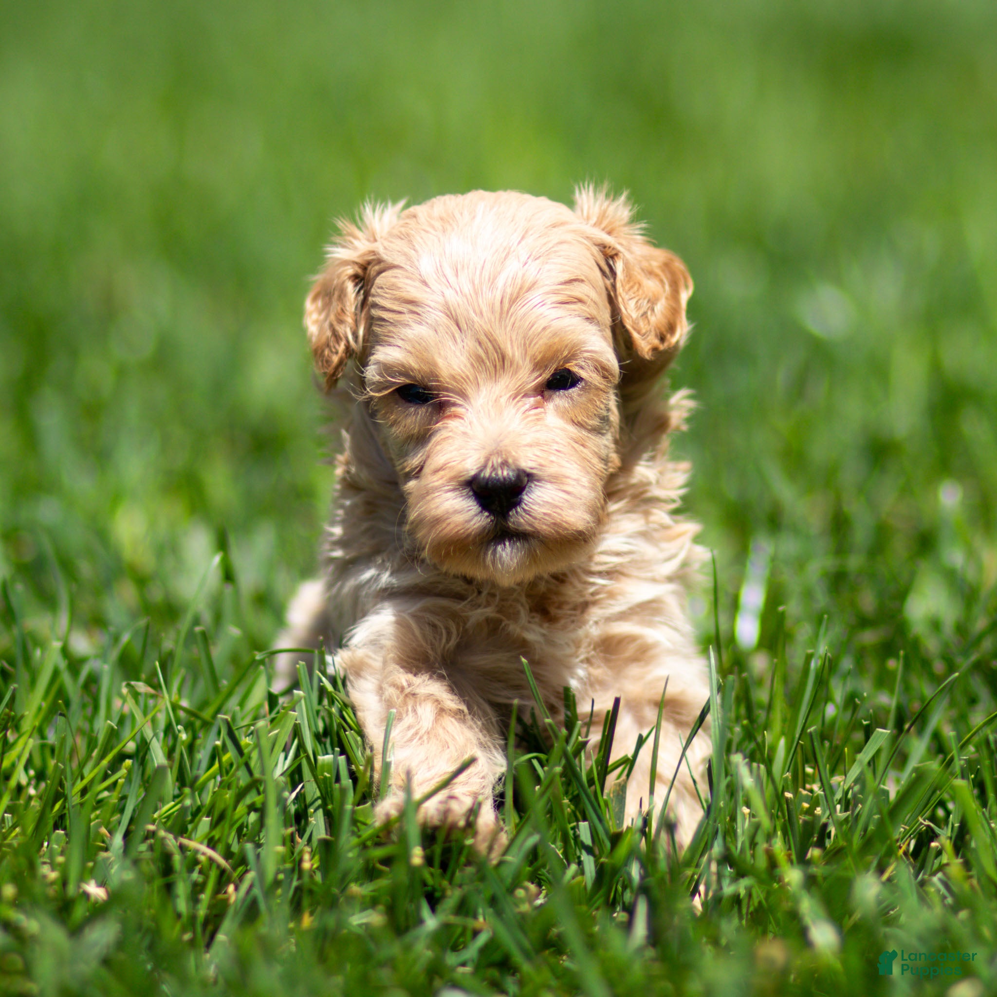 Maltipoo dogs Jack Maltipoo Puppy  - Ad 1