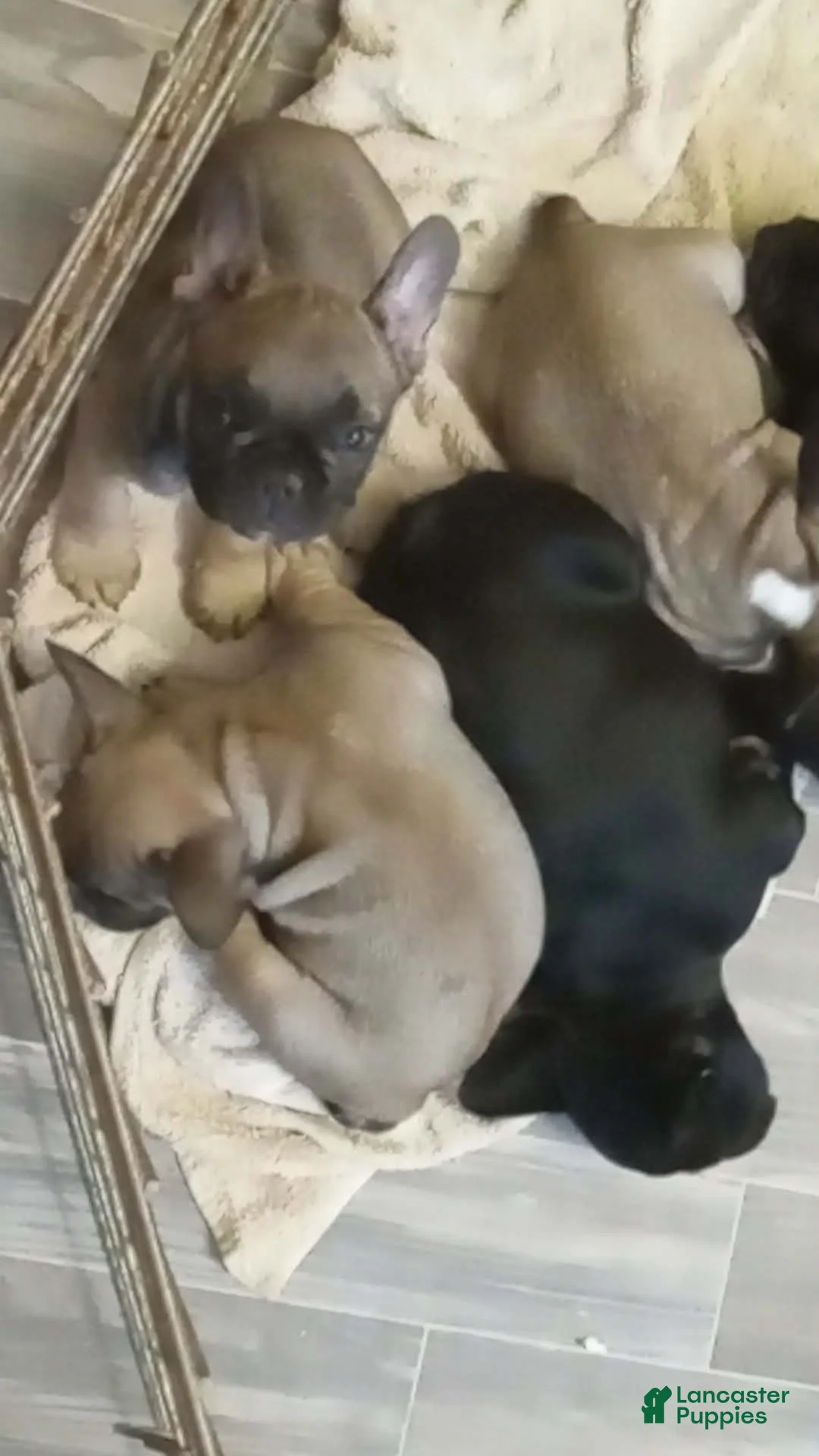 French Bulldog dogs for sale: Chip - Ad 2