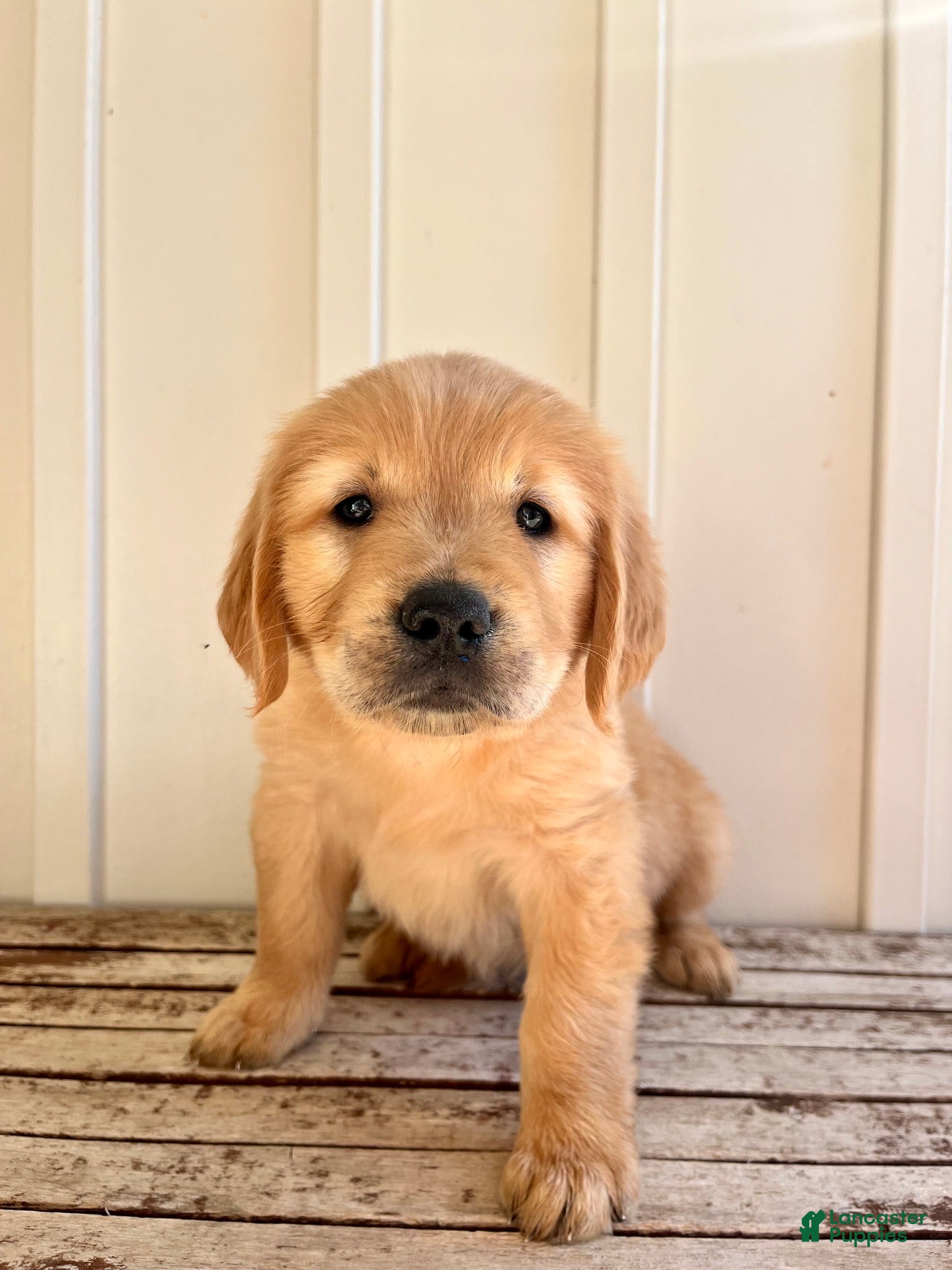 Golden Retriever dogs Red Girl - Ad 3