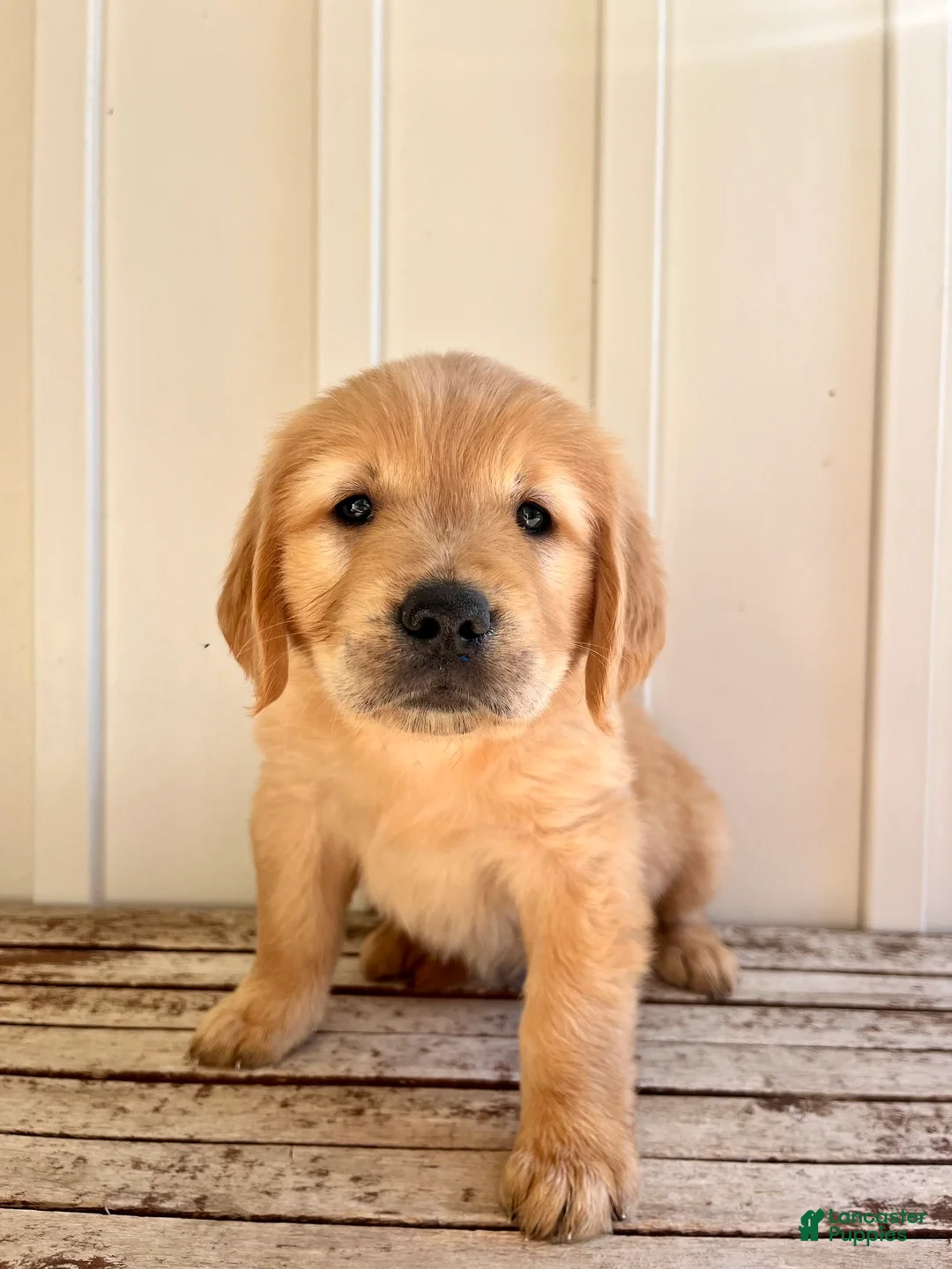 Golden Retriever dogs for sale: Red Girl - Ad 1