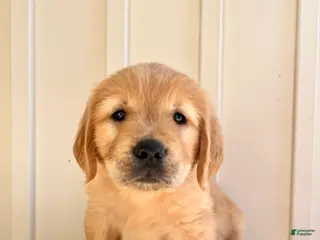 Golden Retriever dogs Red Girl - Ad 3