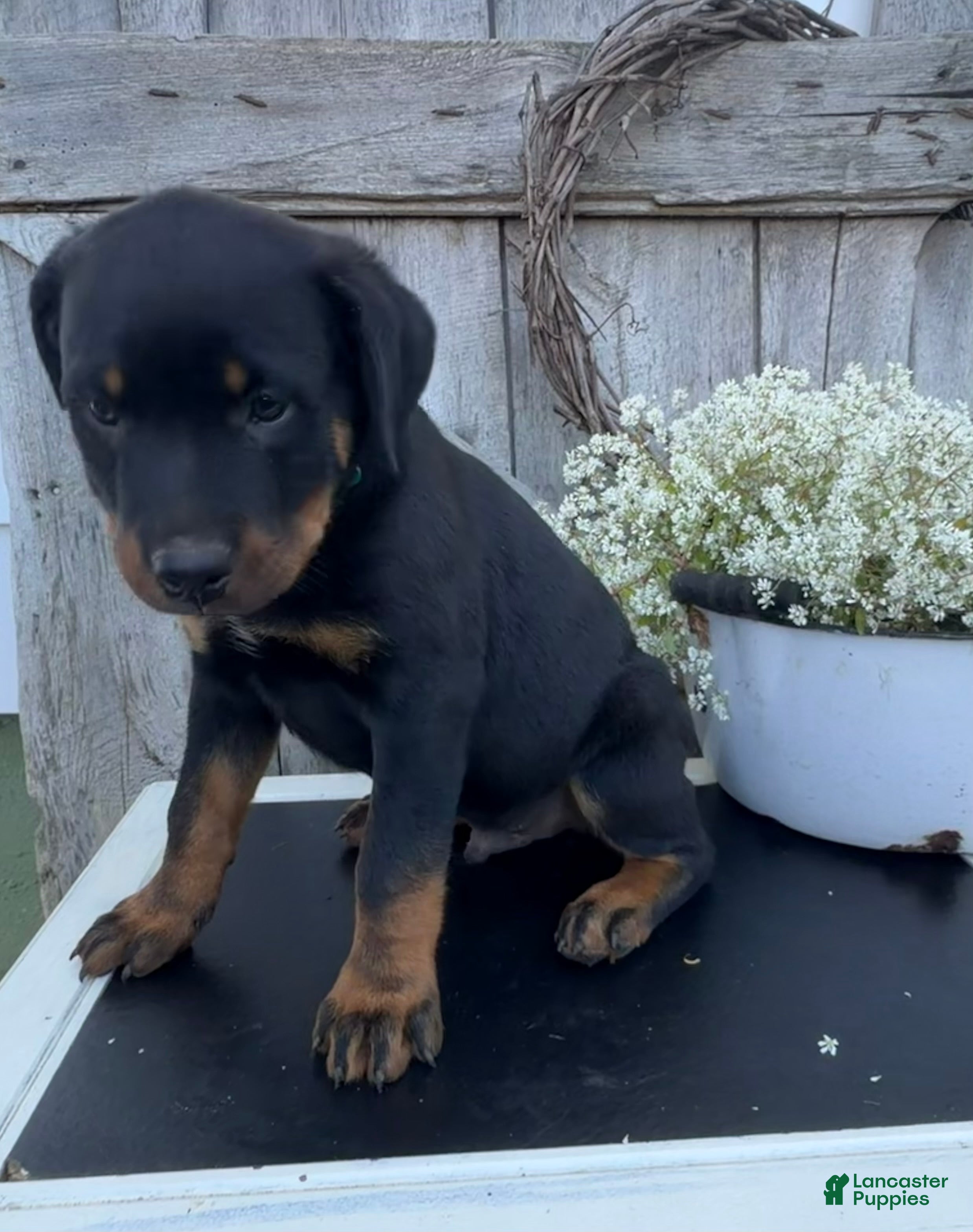 Rottweiler dogs for sale: Baxter - Ad 1