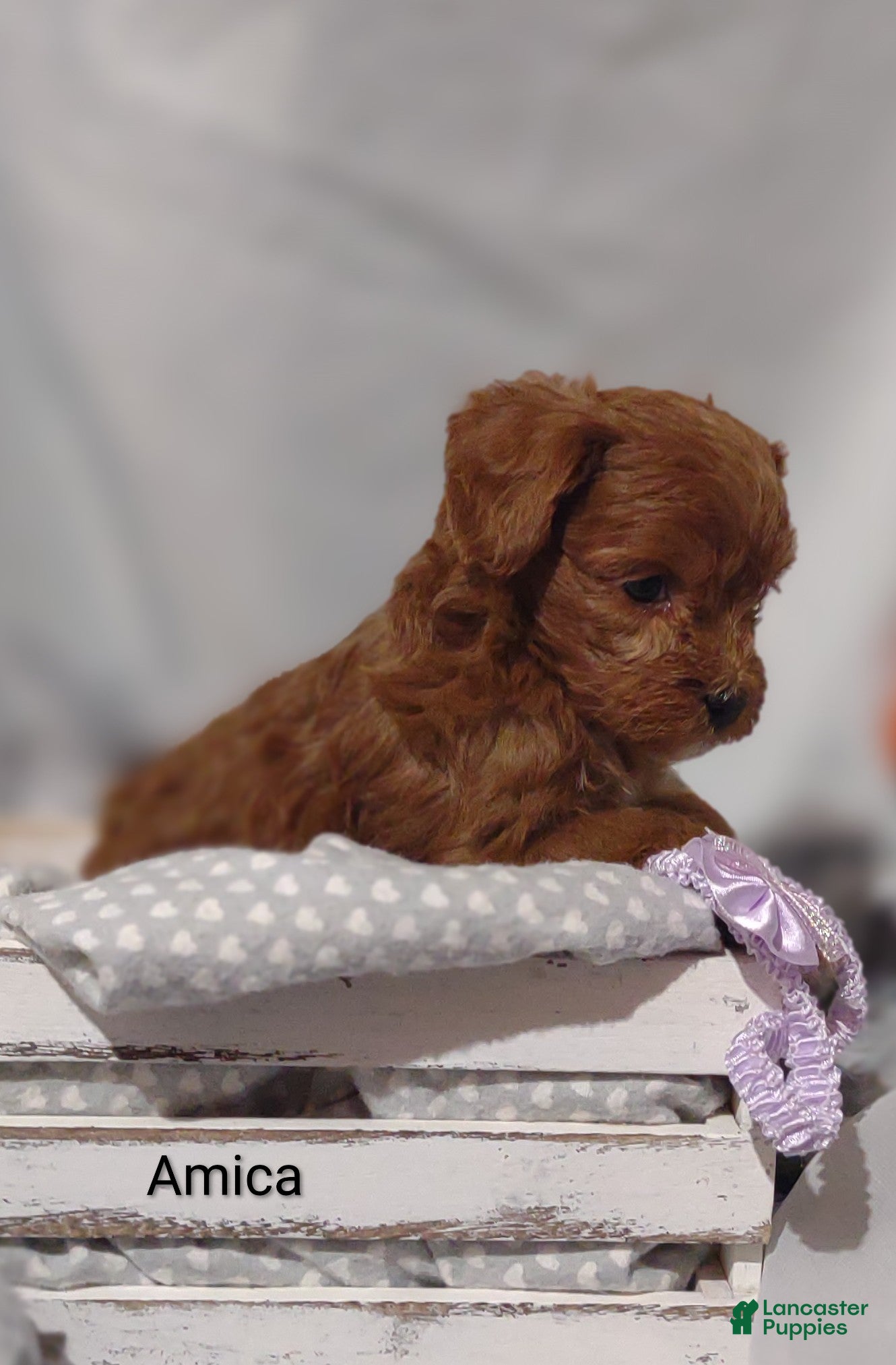 Cavapoo dogs Amica - Ad 1
