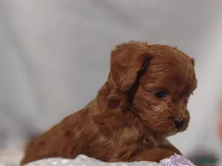 Cavapoo dogs for sale: Amica - Ad 4