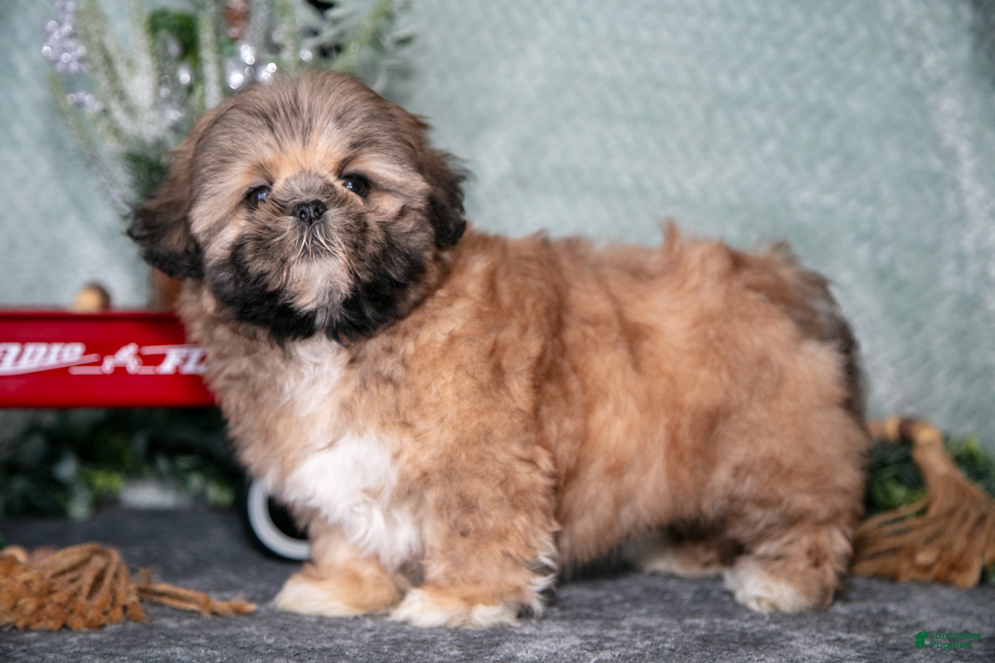 Shih Tzu dogs Daisy - Ad 2