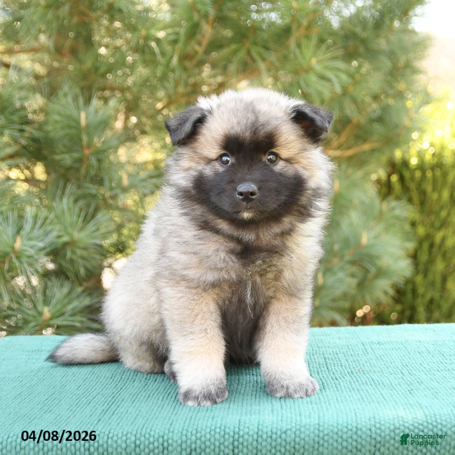 Keeshond dogs Scout - Ad 2