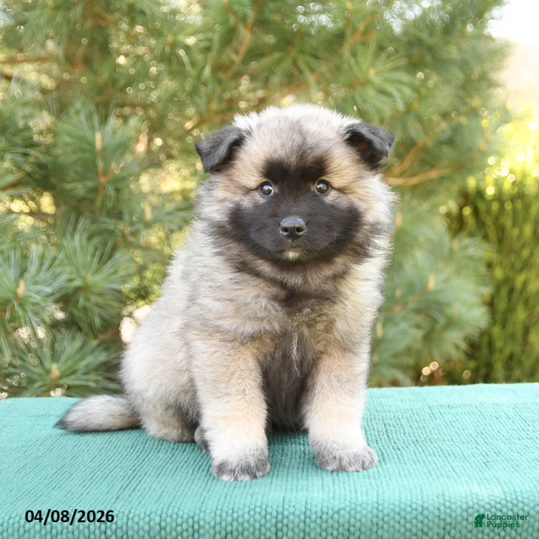 Keeshond dogs for sale: Scout - Ad 2