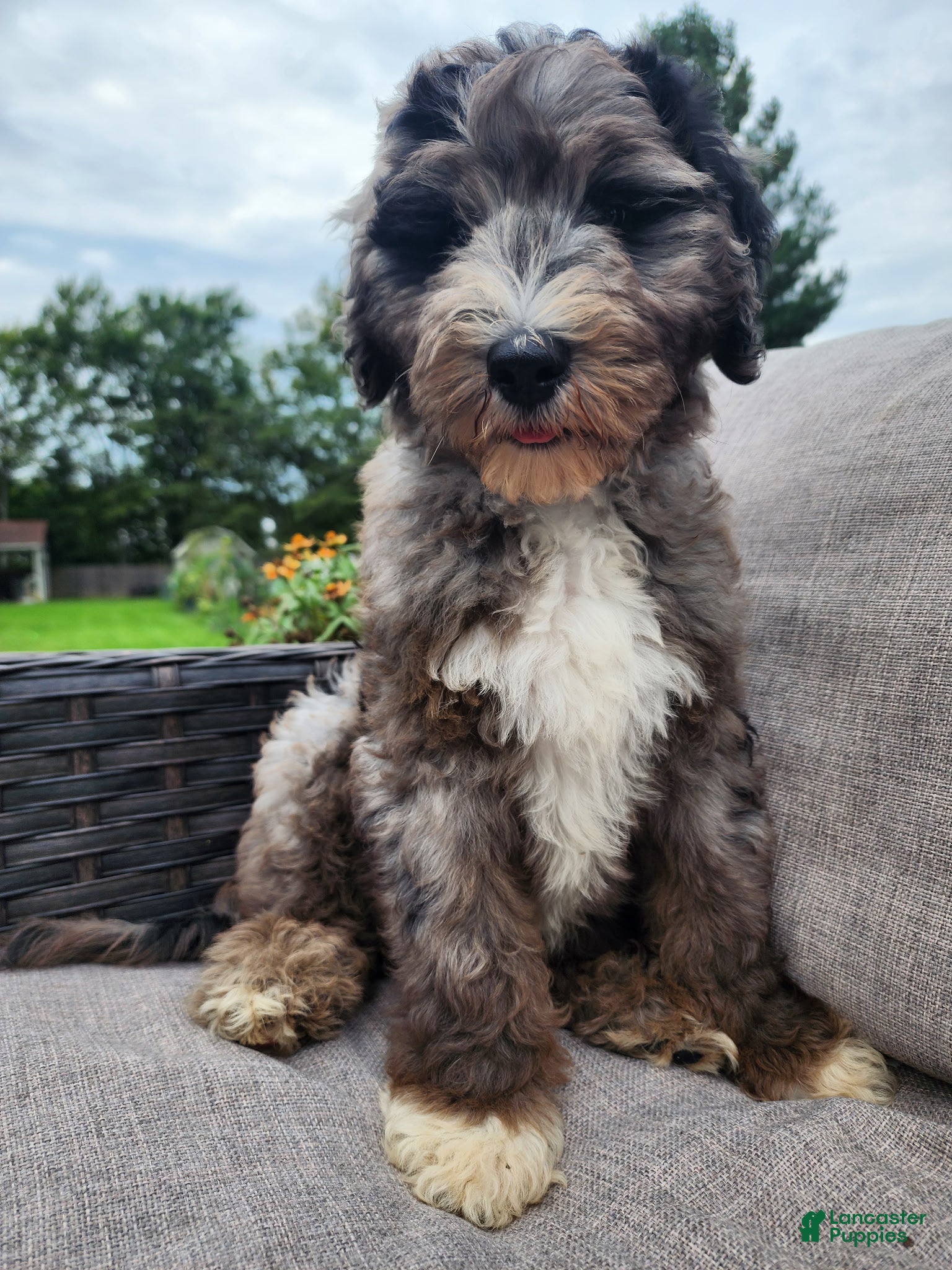 Mini Sheepadoodle dogs Comet - Ad 2