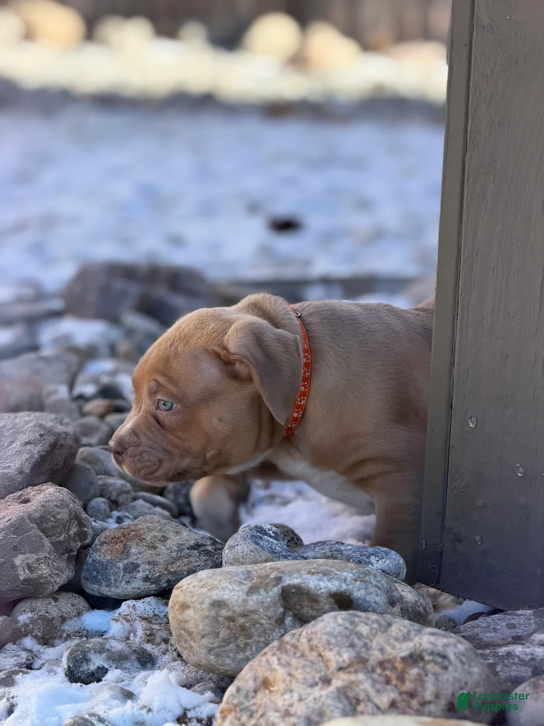 American Bully dogs for sale: American Bully Puppy 5 - Ad 3