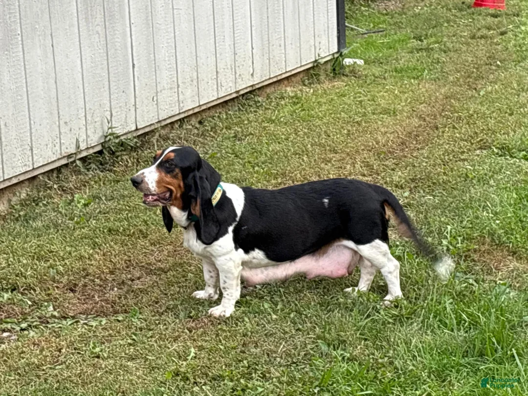 Basset Hound dogs for sale: Mr. James - Ad 4