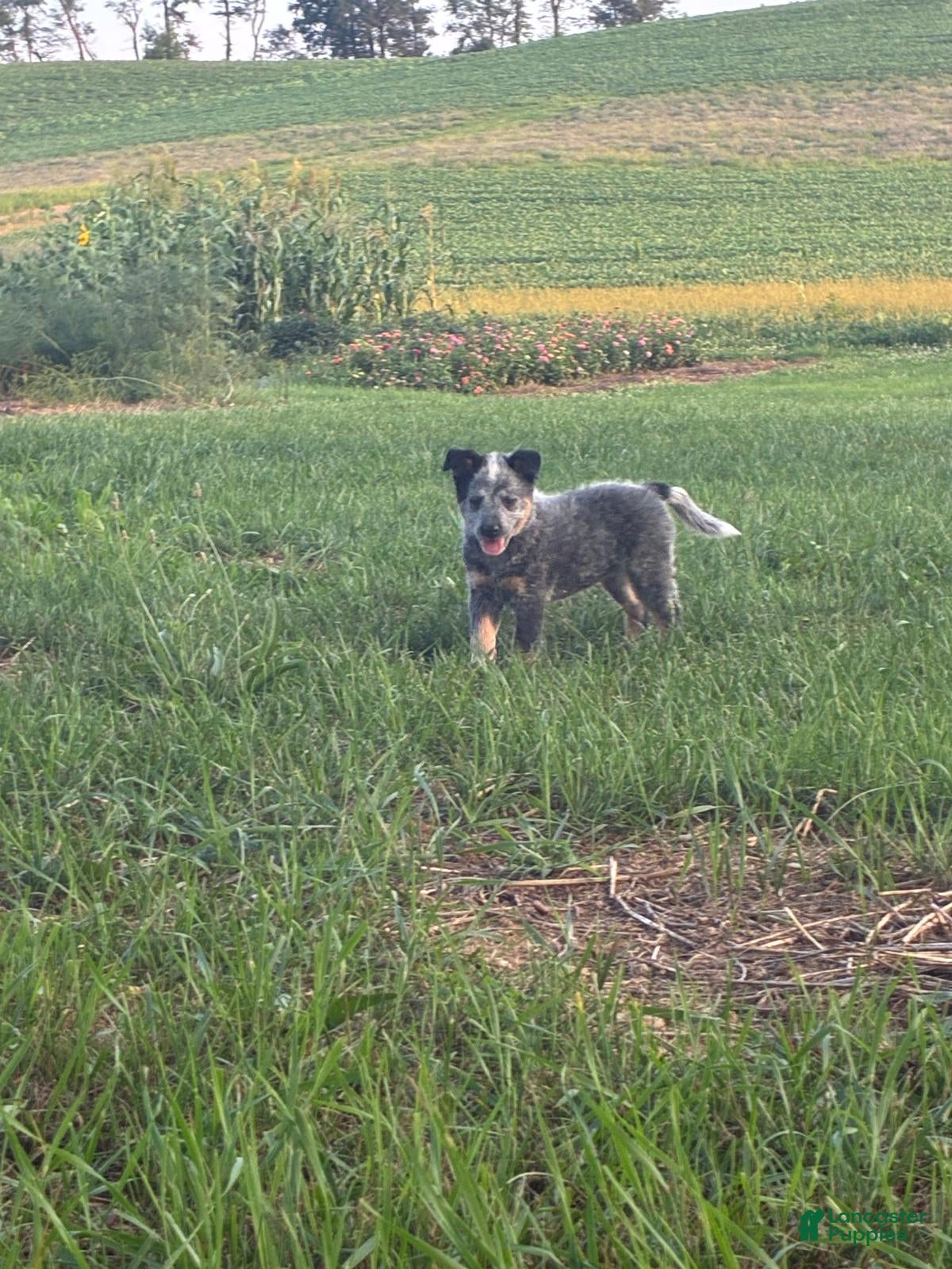 Australian Cattle Dog dogs Fluffy - Ad 2
