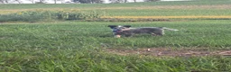 Australian Cattle Dog dogs for sale: Fluffy - Ad 2