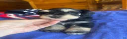 Miniature Schnauzer dogs for sale: Billy (Black phantom) - Ad 3