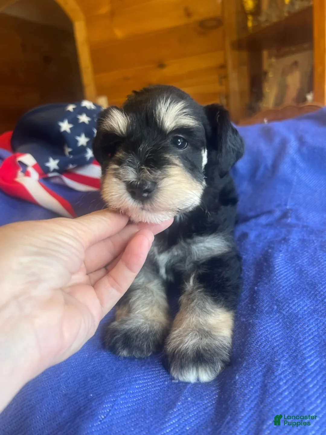 Miniature Schnauzer dogs for sale: Billy (Black phantom) - Ad 3