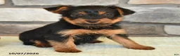 Yorkshire Terrier dogs for sale: Newt - Ad 3