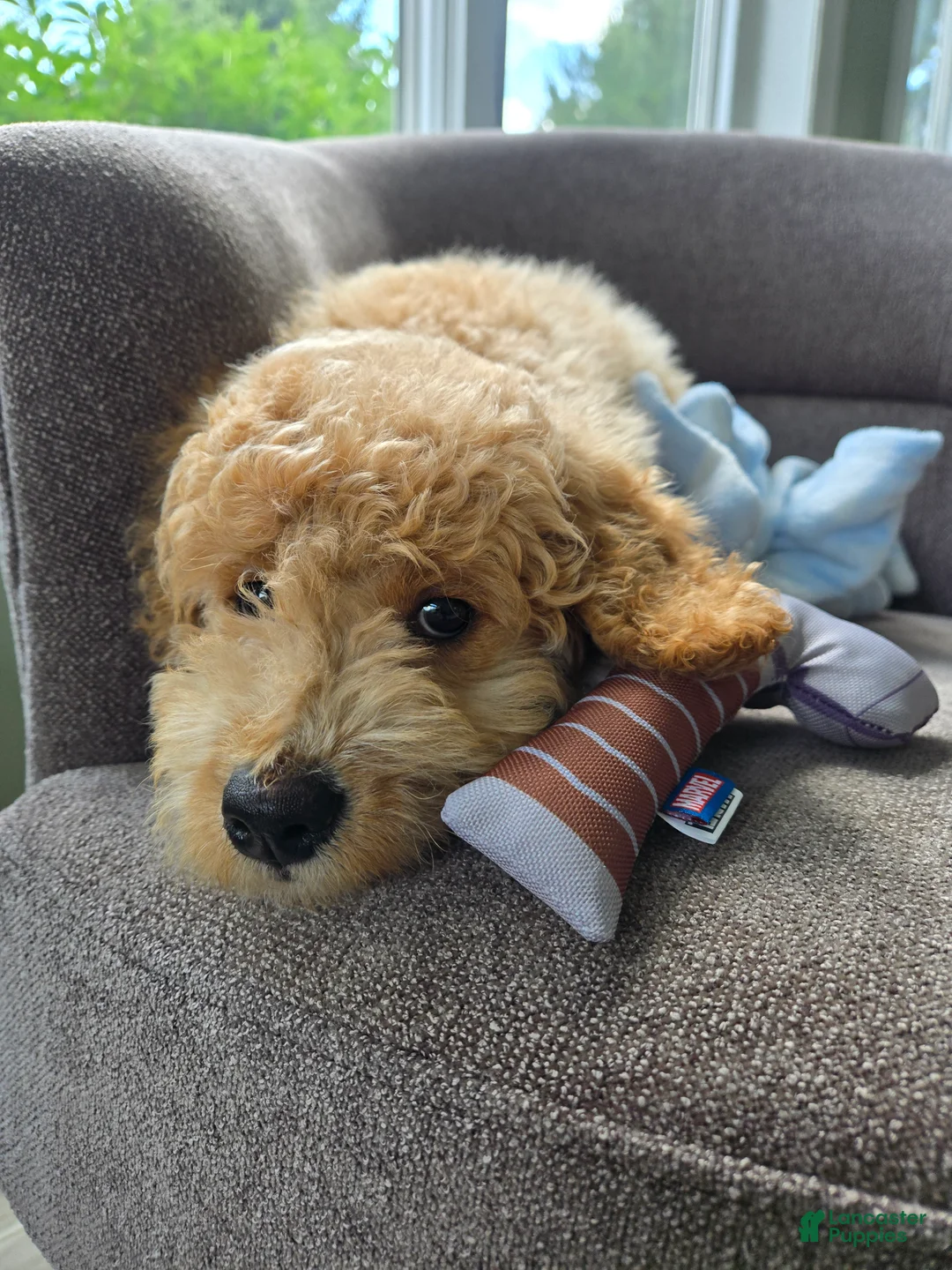 Goldendoodle dogs for sale: Huck - Ad 5