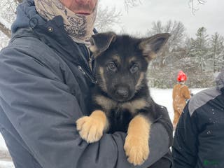 German Shepherd dogs Sprite/green collar - Ad 33