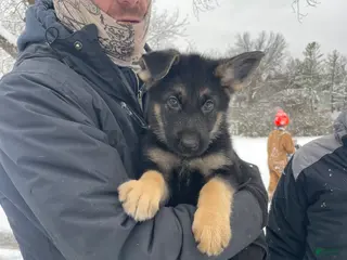 German Shepherd dogs Sprite/green collar - Ad 38