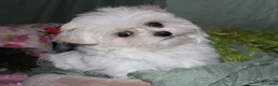 Maltese dogs for sale: Fannie - Ad 3