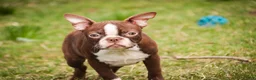 Boston Terrier dogs for sale: Katie - Ad 5