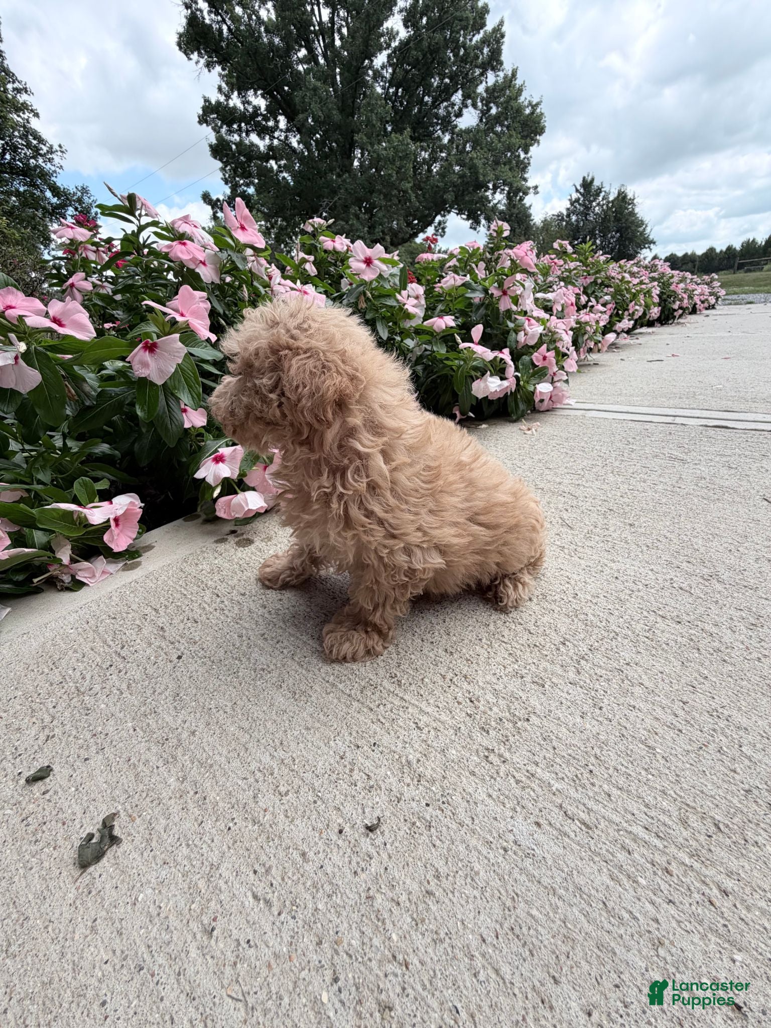 Maltipoo dogs Katie - Ad 2