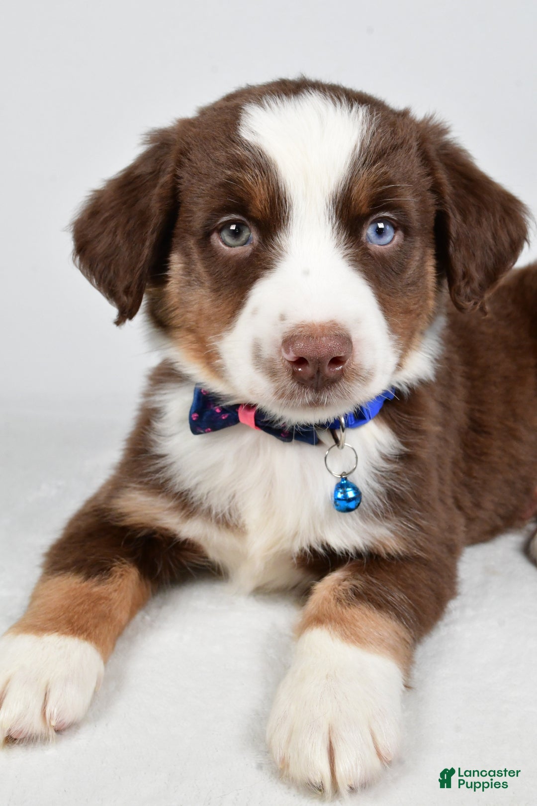 Miniature Australian Shepherd dogs for sale: Rusty - Ad 4