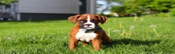 Boxer dogs for sale: Kian - Ad 5