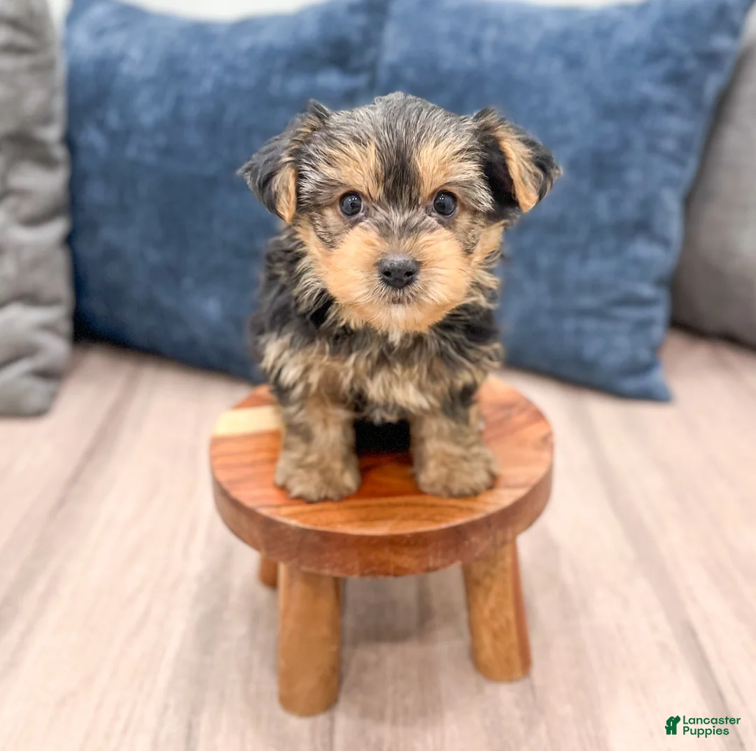 Yorkshire Terrier dogs for sale: Bentley - Ad 2